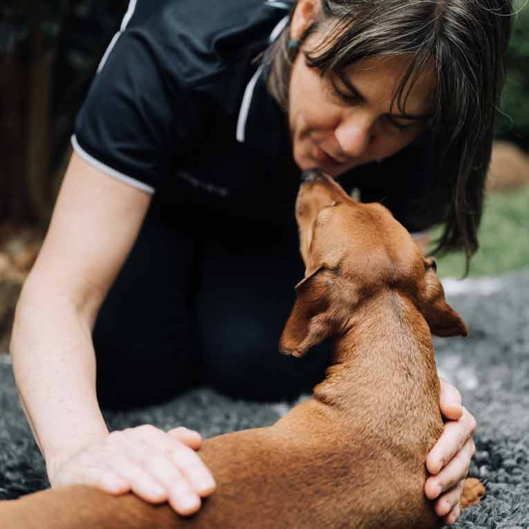 Maintenance massage for dogs, Brisbane