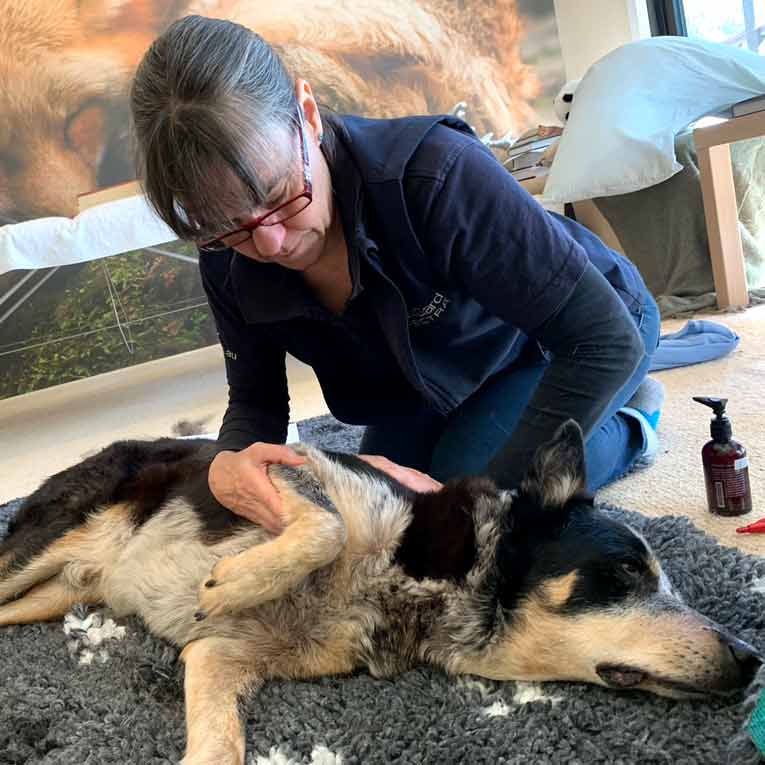 Dog Massage After Surgery Care Brisbane