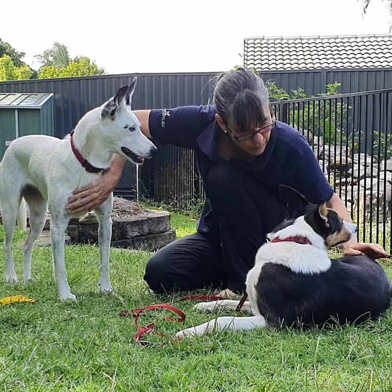 Working dog massage brisbane