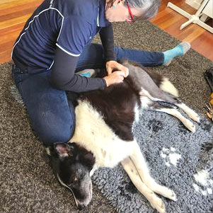 Massage For Dogs Brisbane