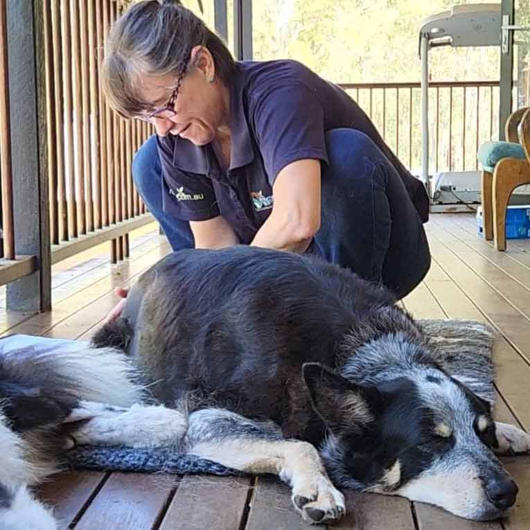 Massage Senior Dogs Brisbane