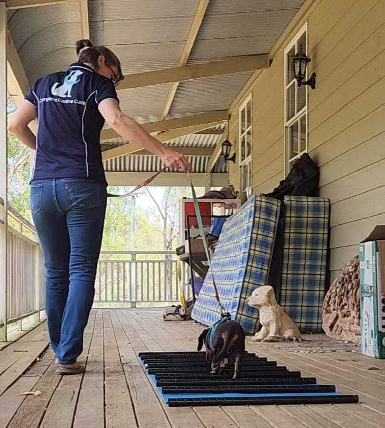 Ashgrove Myofunctional Canine Therapy