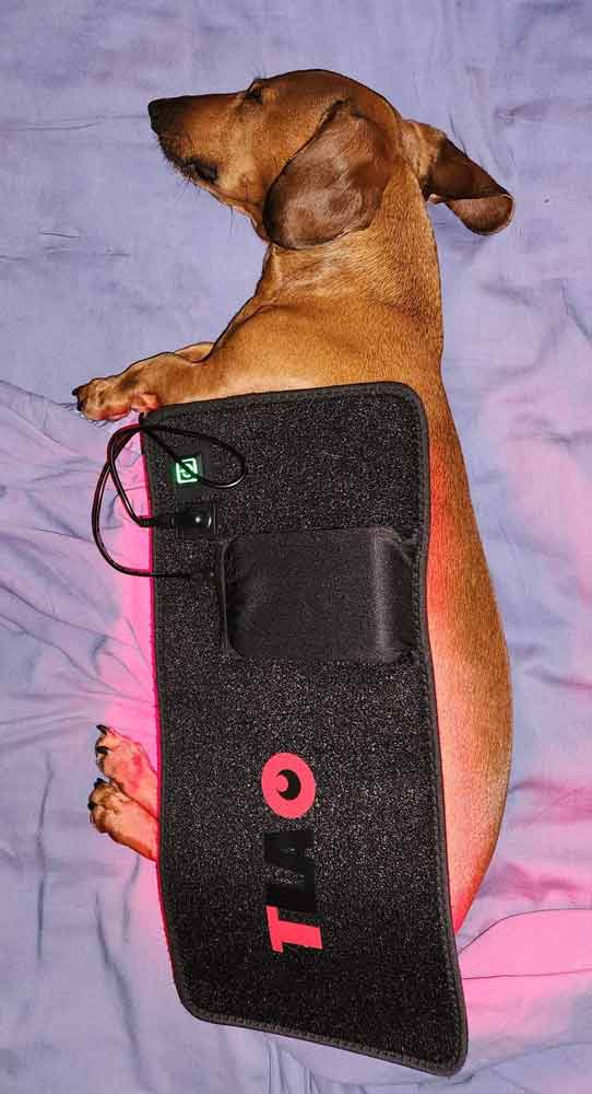 Ashgrove Myofunctional Dog Therapy