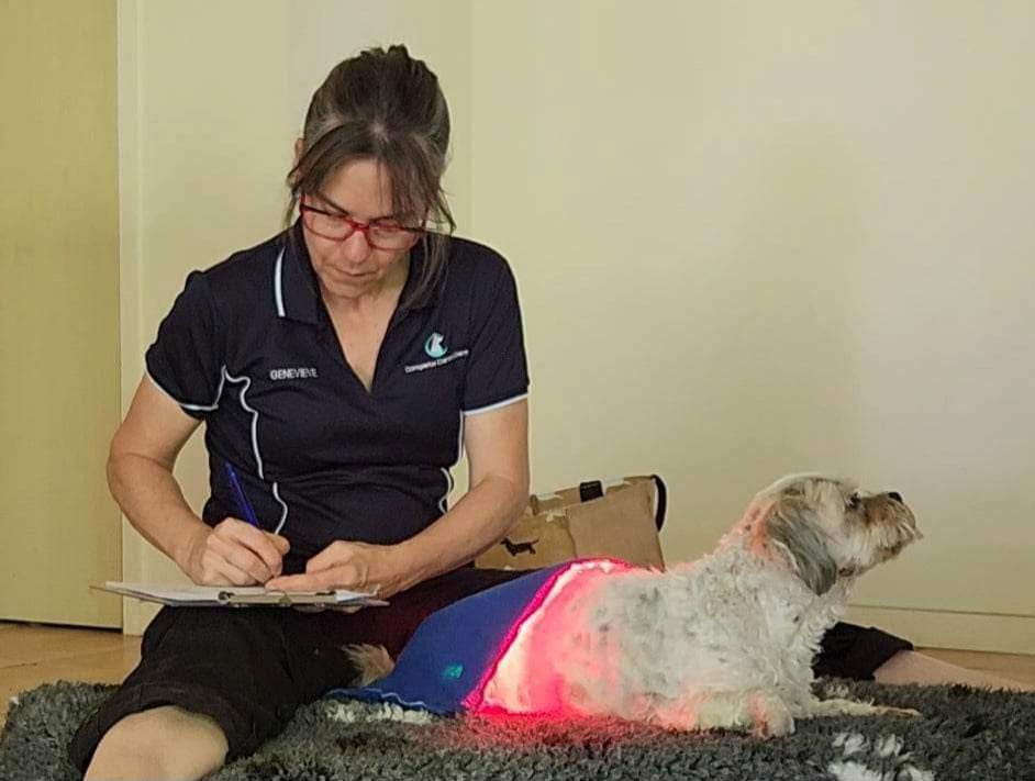 Brisbane Myofunctional Canine Therapy