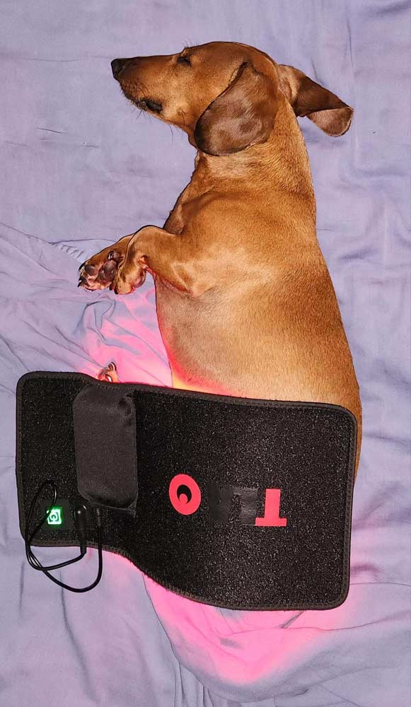 Brisbane Myofunctional Dog Therapy