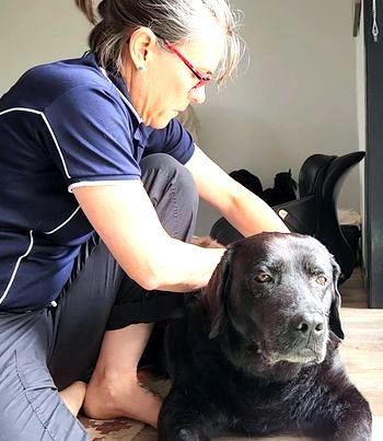 North Brisbane Mobile Dog Massage Myofunctional 02