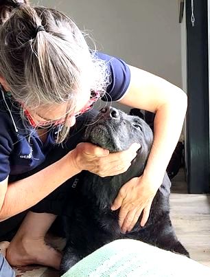North Brisbane Mobile Dog Massage Myofunctional 03