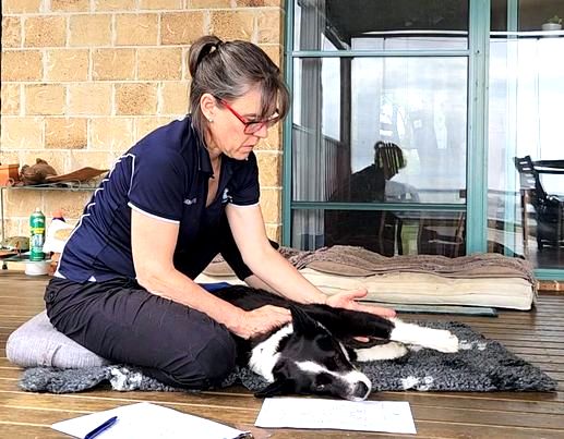 North Brisbane Mobile Dog Massage Myofunctional 04