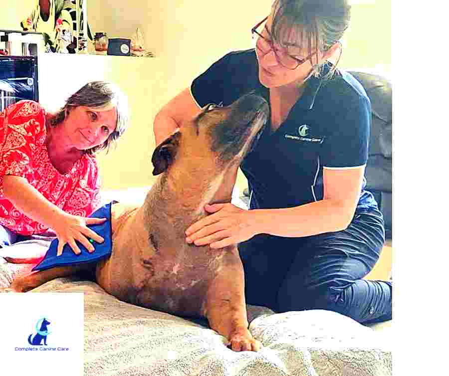 North Brisbane Mobile Dog Massage Myofunctional