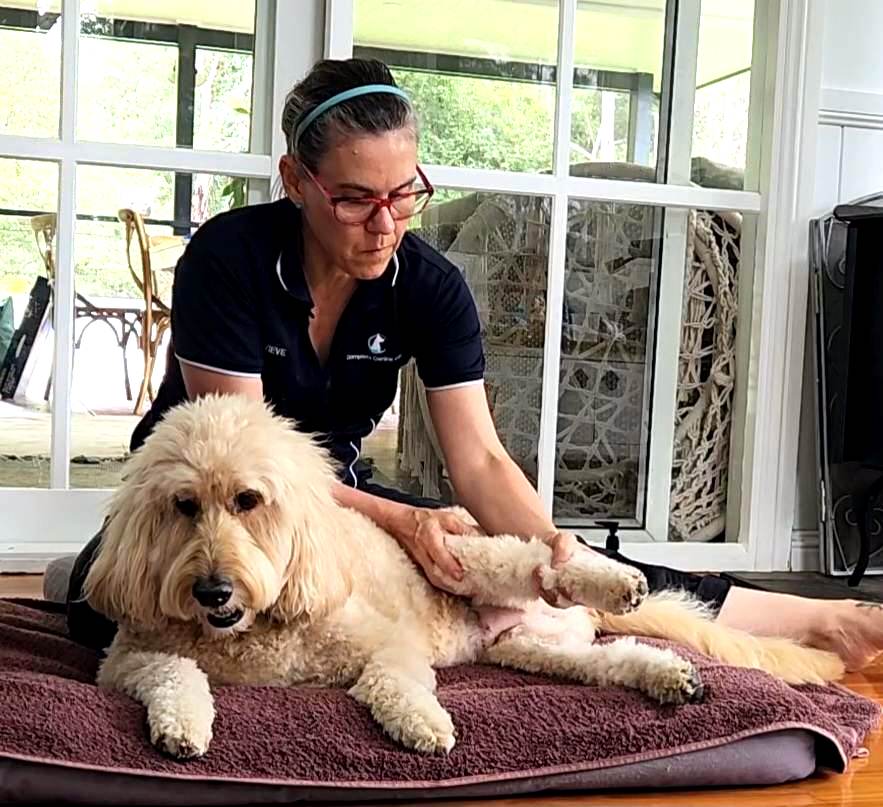 North Brisbane Mobile Dog Massage Myofunctional 07