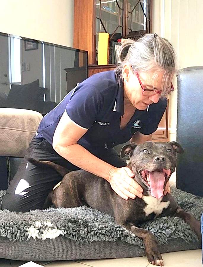 North Brisbane Mobile Dog Massage Myofunctional 11