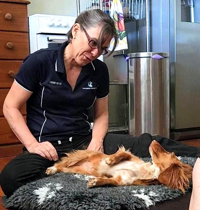 North Brisbane Mobile Dog Massage Myofunctional 12