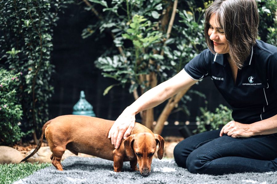 North Brisbane Mobile Dog Massage Myofunctional 13