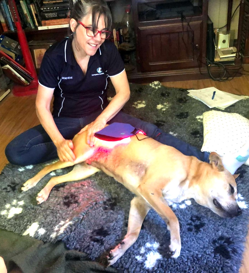 North Brisbane Mobile Dog Massage Myofunctional 15
