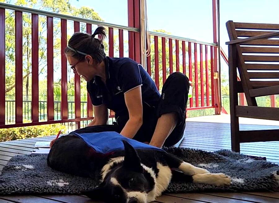 North Brisbane Mobile Dog Massage Myofunctional 17
