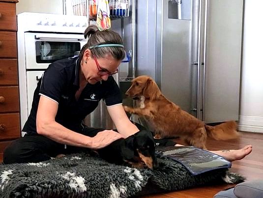 North Brisbane Mobile Dog Massage Myofunctional 19