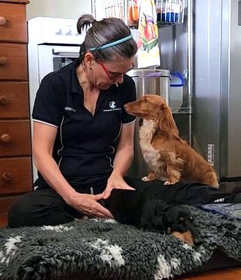 North Brisbane Mobile Dog Massage Myofunctional 20