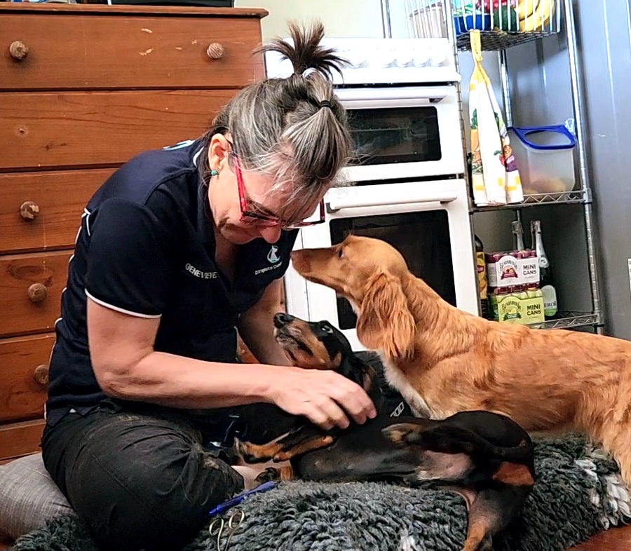 North Brisbane Mobile Dog Massage Myofunctional 24