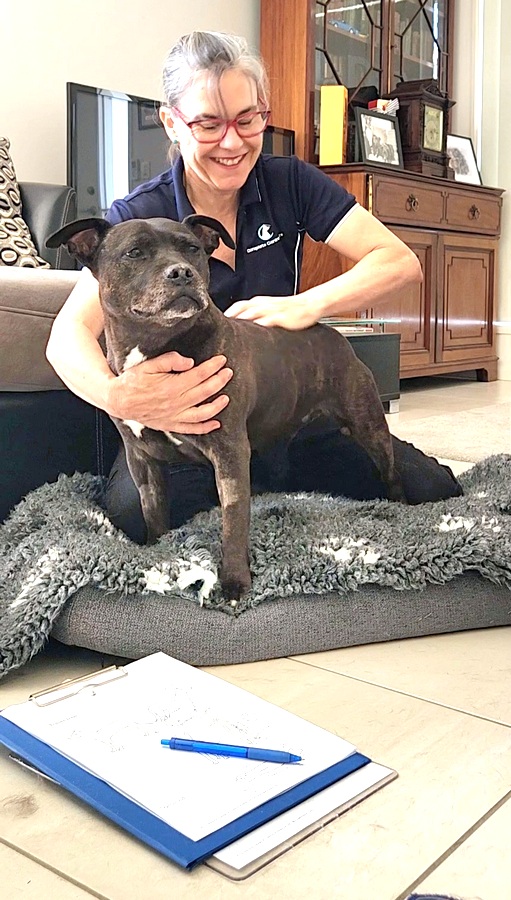 North Brisbane Mobile Dog Massage Myofunctional 25