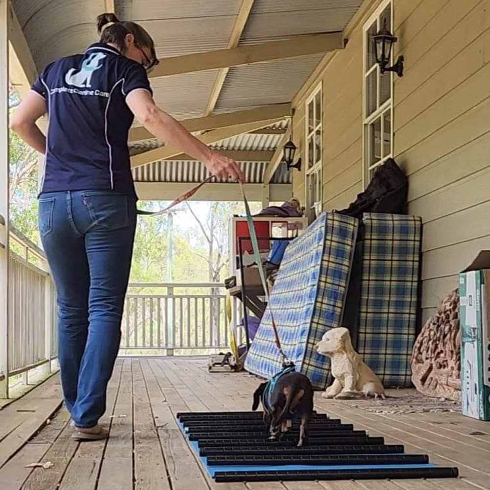 Physical Therapy Dogs Brisbane