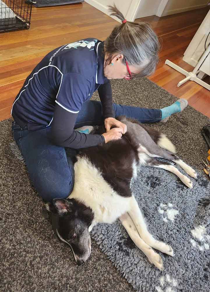 Strathpine Myofunctional Dog Therapy