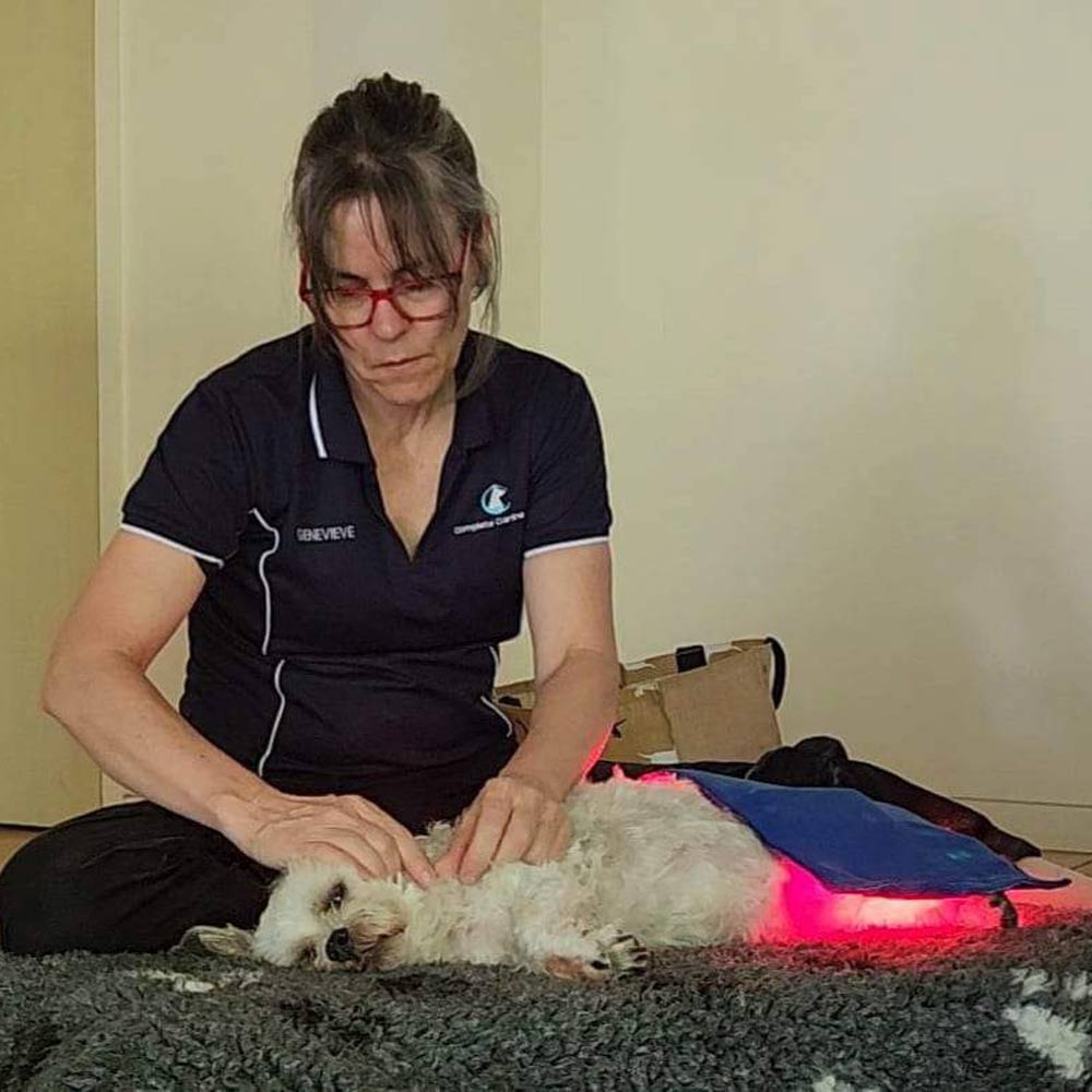 Surgery Care Dogs Brisbane