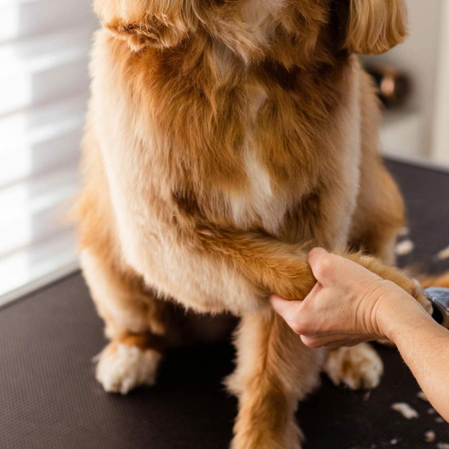 Brisbane Dog Nail Paw Clipping Trimming